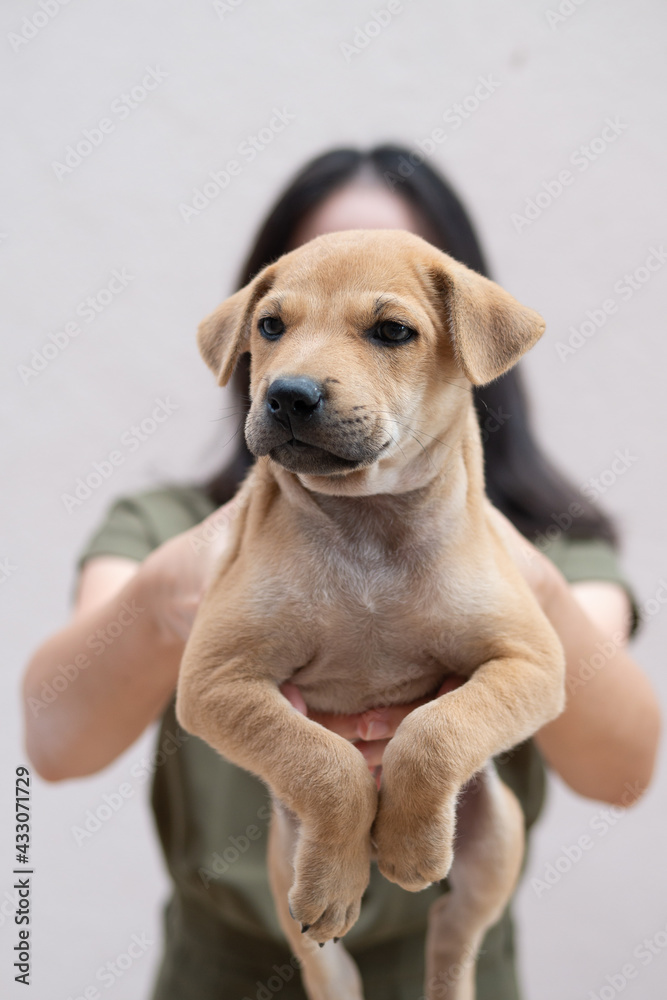 Woman girl owner is carrying little puppy brown dog in hands with love and care for friendship concept with copyspace Woman girl owner is carrying little puppy brown dog in hands with love and care for friendship concept with copyspace