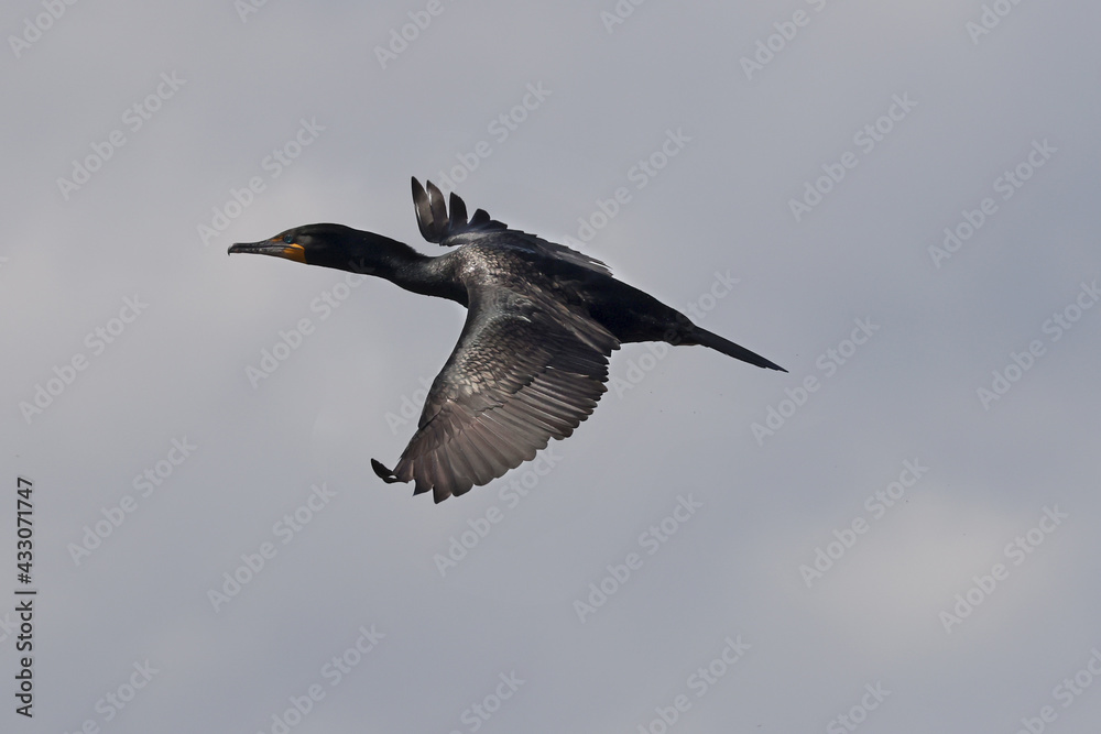 Cormorants in flight on spring bright blue sky. One has white head and chest, that is a Juvenile Cormorant Cormorants in flight on spring bright blue sky. One has white head and chest, that is a Juvenile Cormorant