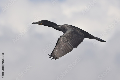 Cormorants in flight on spring bright blue sky. One has white head and chest, that is a Juvenile Cormorant