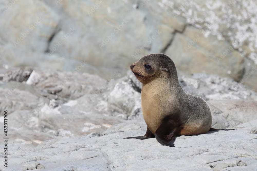 Fototapeta premium Neuseeländischer Seebär / New Zealand fur seal / Arctocephalus forsteri.