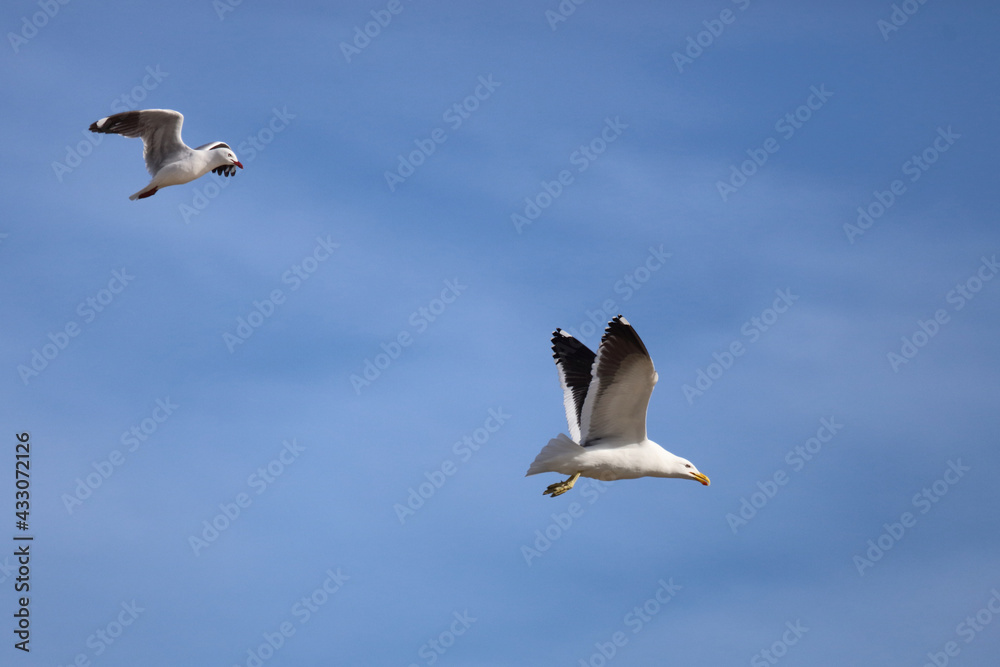 Obraz premium Rotschnabelmöwe und Dominikanermöwe / Red-billed and Southern black-backed gull / Larus scopulinus et Larus dominicanus.