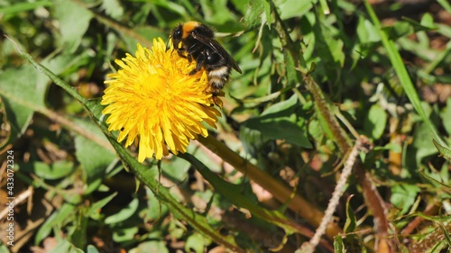 Bumblebee on a dandelion flower eats nectar.