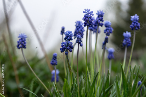 flowers in the garden