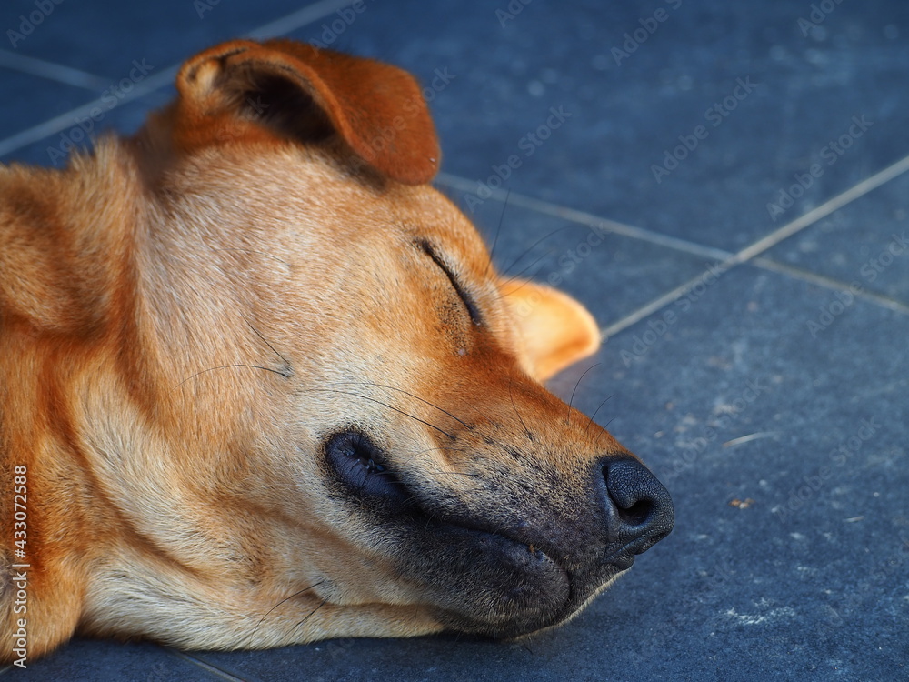 Thai brown dog sleeping. Smiling sleep dog. Thai brown dog sleeping. Smiling sleep dog.