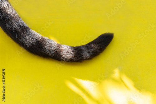 Fototapeta Naklejka Na Ścianę i Meble -  Cat tail on yellow background in a sunny day
