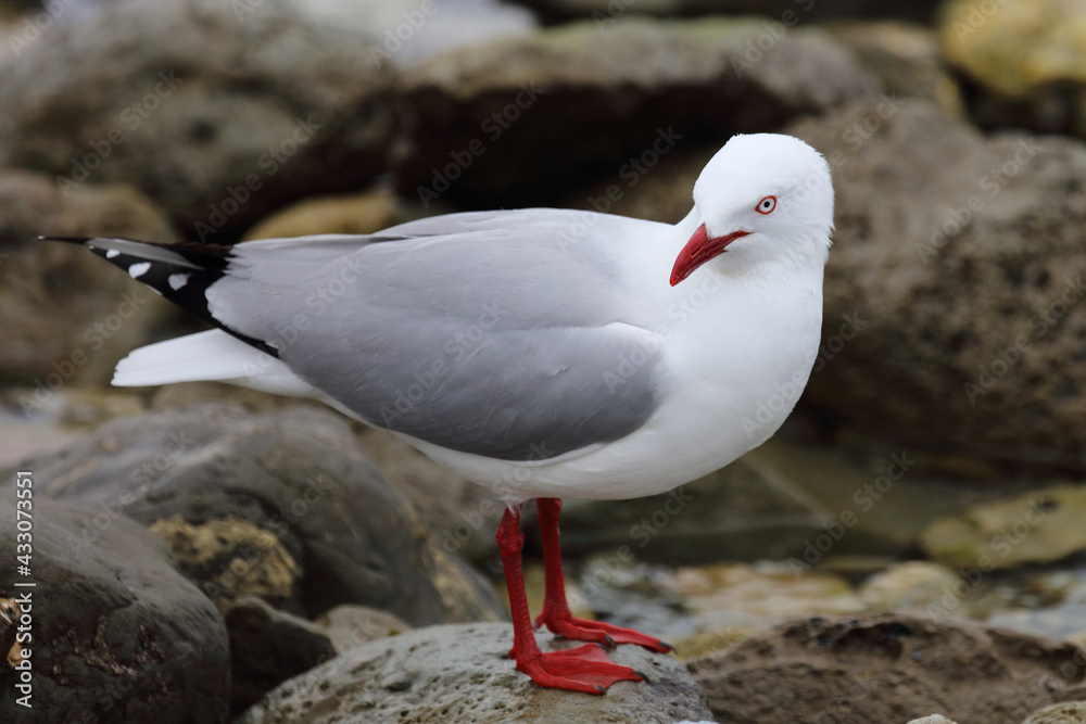 Rotschnabelmöwe / Red-billed gull / Larus scopulinus Rotschnabelmöwe / Red-billed gull / Larus scopulinus