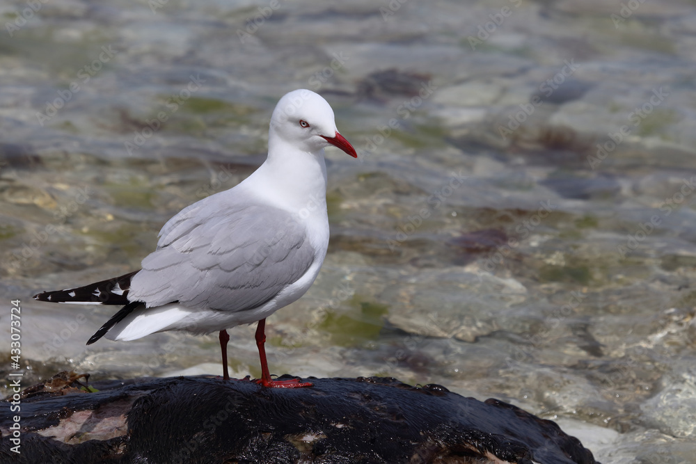 Rotschnabelmöwe / Red-billed gull / Larus scopulinus.. Rotschnabelmöwe / Red-billed gull / Larus scopulinus..