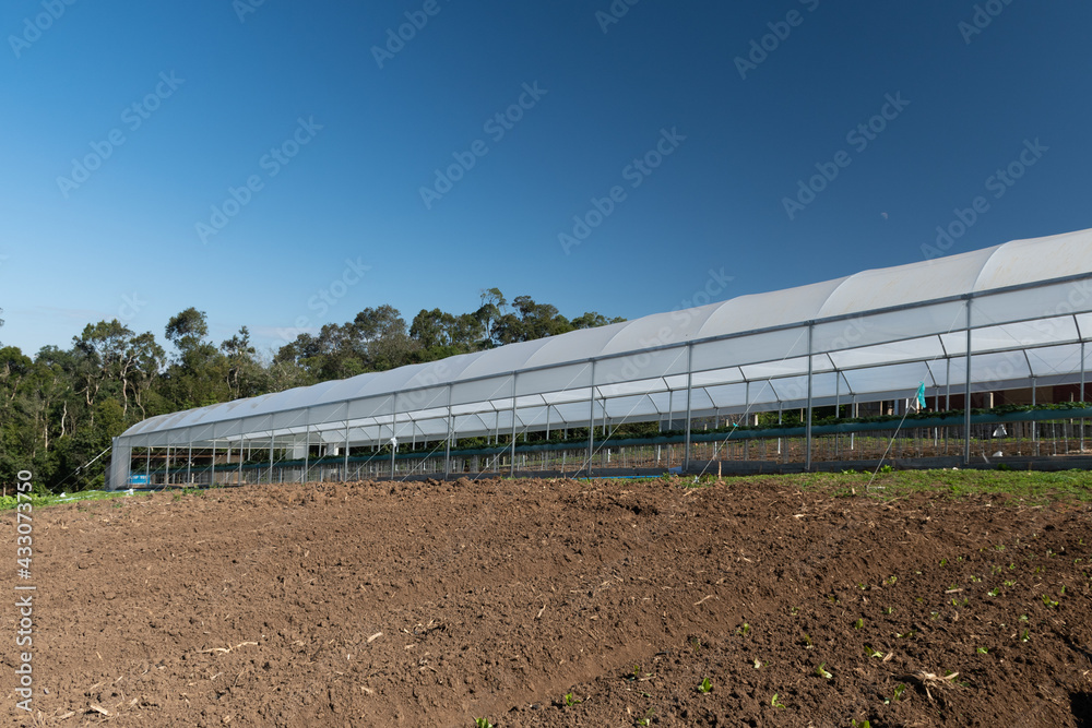 Pequena propriedade rural. São José dos Pinhais, Paraná Brasil.
Production of hydroponic strawberries on a small rural property
