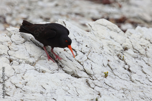 Neuseeländischer Austernfischer / Variable oystercatcher / Haematopus unicolor