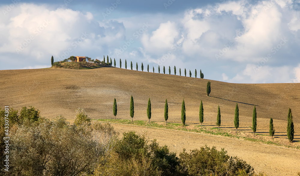 Fototapeta premium Typical Italian farmland with cypress alley and wheat and barley fields in Siena, Tuscany. Italy