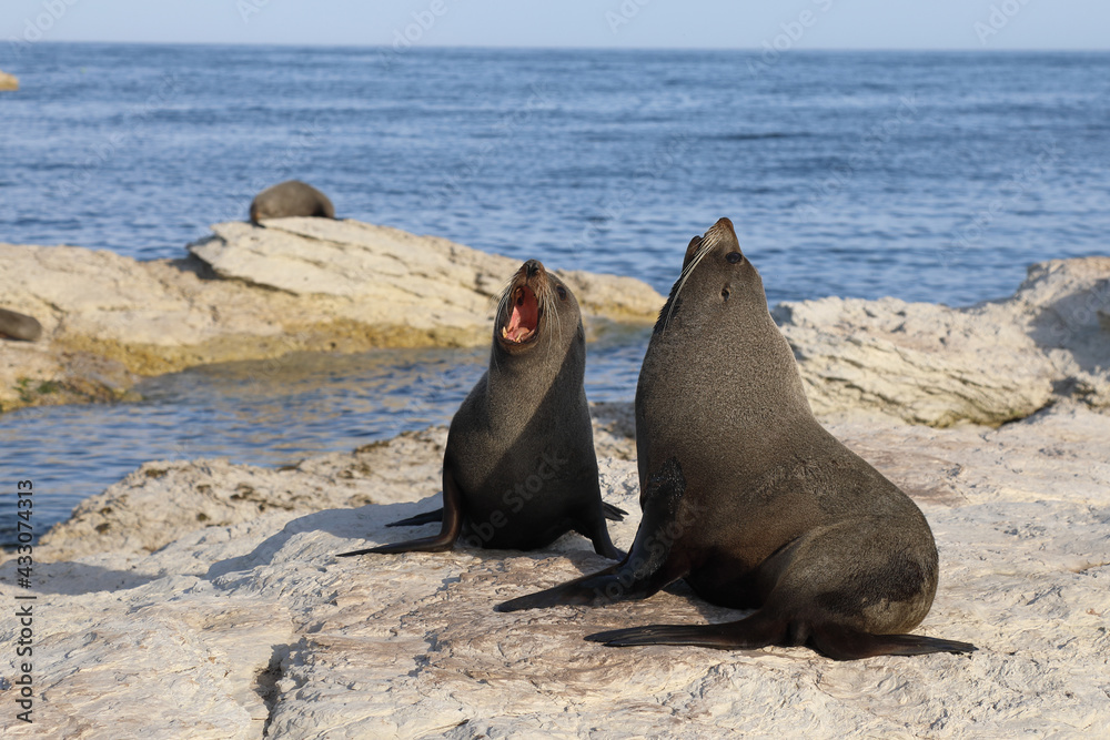 Fototapeta premium Neuseeländischer Seebär / New Zealand fur seal / Arctocephalus forsteri.