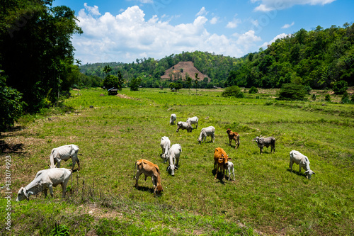 Raising cattle, villagers let them eat the pasture. Natural