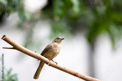 Streak - eared Bulbul photo