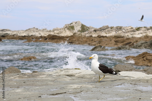 Dominikanermöwe / Southern black-backed gull / Larus dominicanus photo