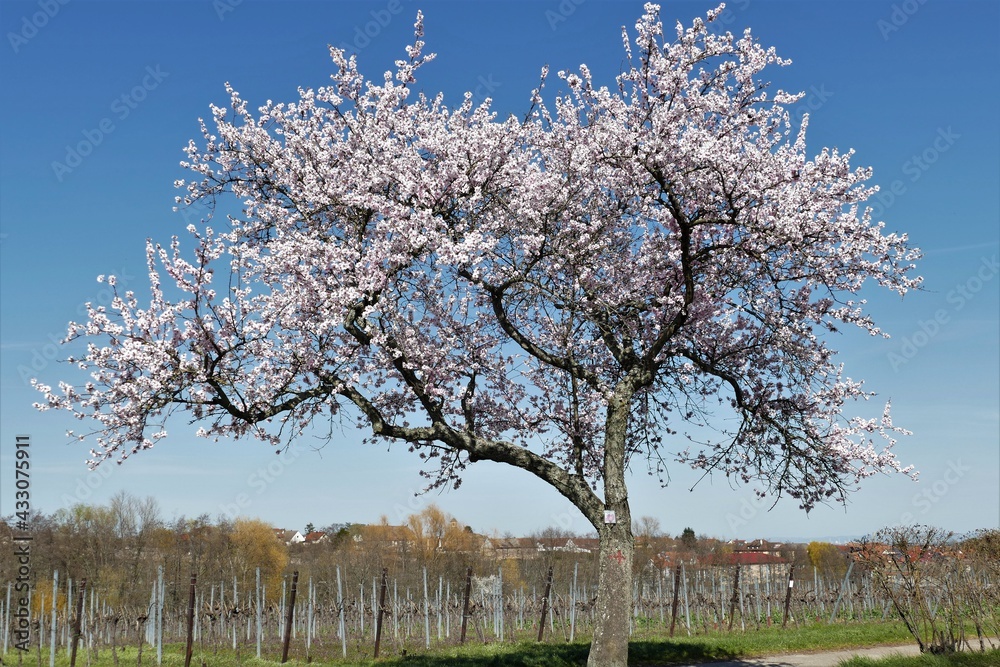 Weiss blühender Mandelbaum vor Weinstöcken in der Pfalz Weiss blühender Mandelbaum vor Weinstöcken in der Pfalz