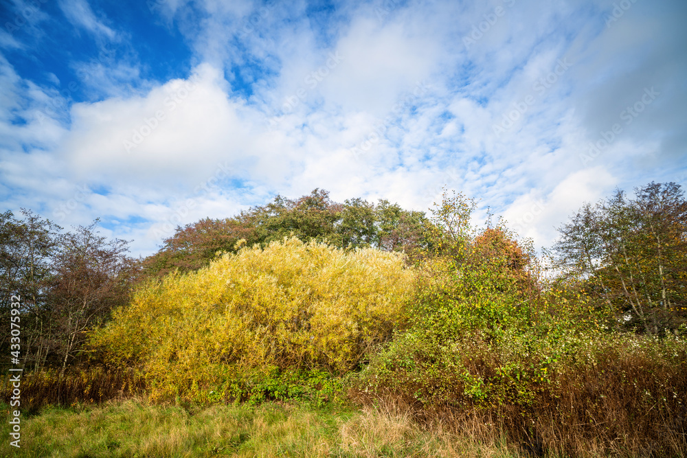 Colorful nature scene in a wilderness setting Colorful nature scene in a wilderness setting