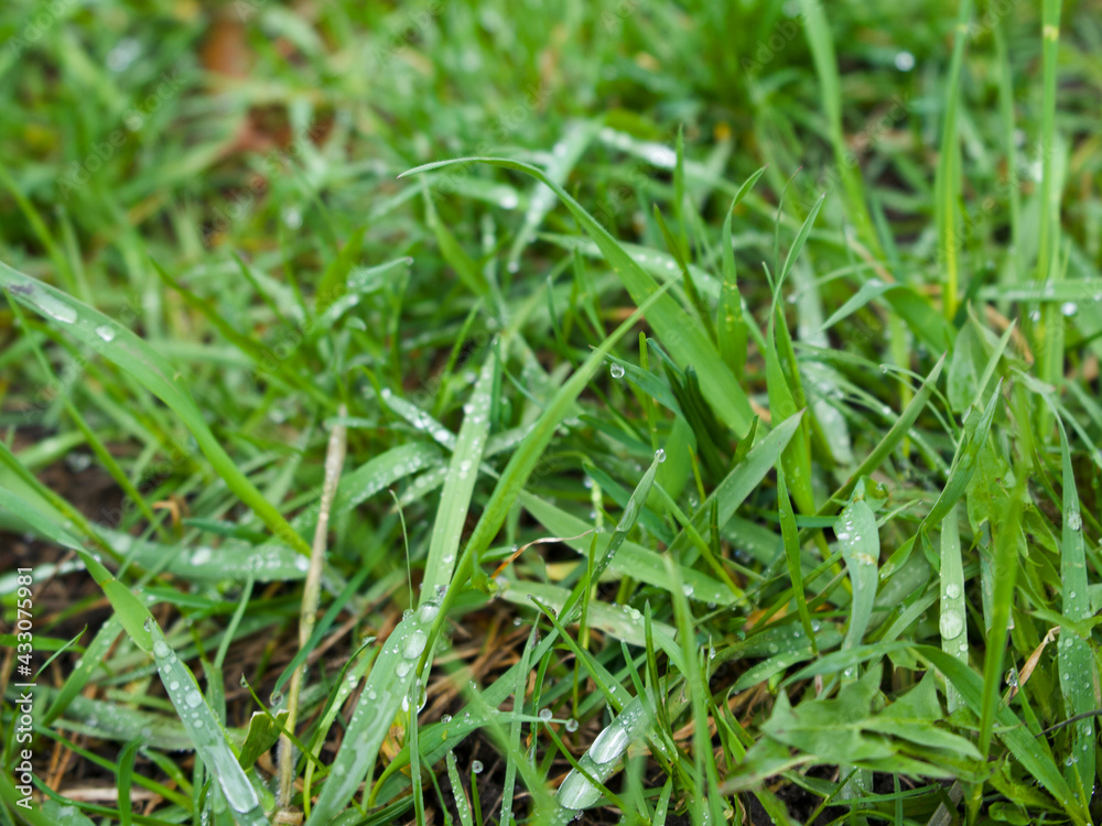 Natural background droplets on grass. High quality photo Natural background droplets on grass. High quality photo