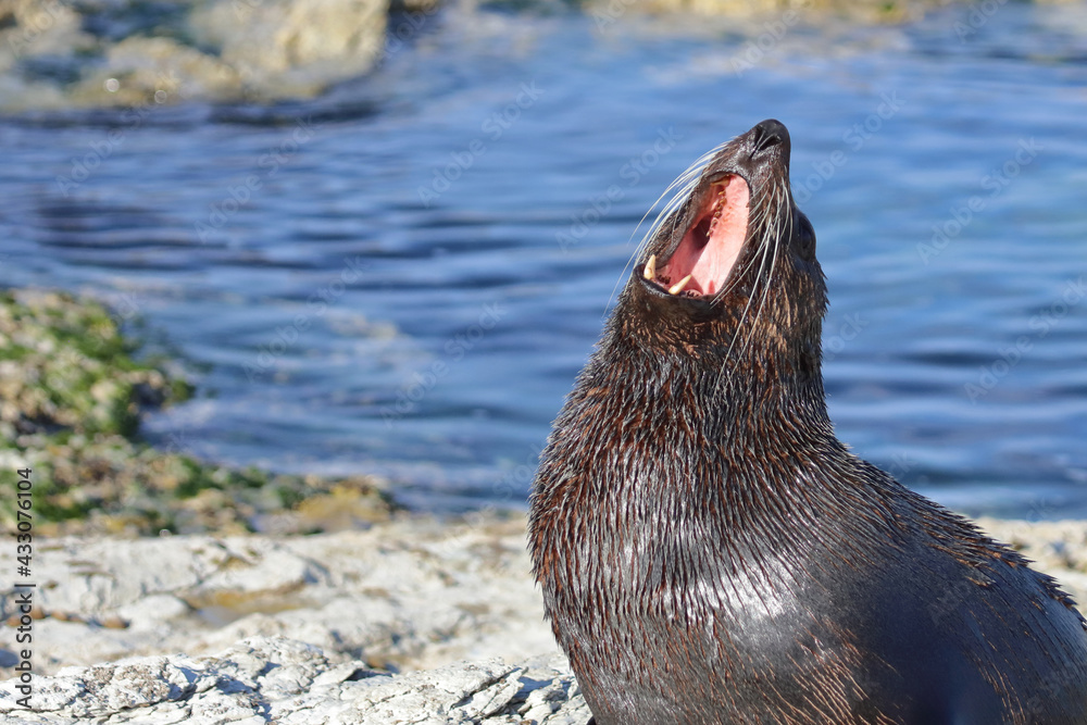 Obraz premium Neuseeländischer Seebär / New Zealand fur seal / Arctocephalus forsteri..