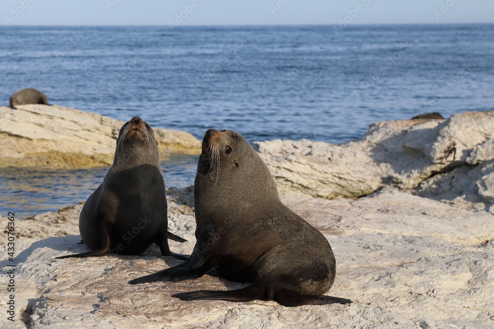 Fototapeta premium Neuseeländischer Seebär / New Zealand fur seal / Arctocephalus forsteri