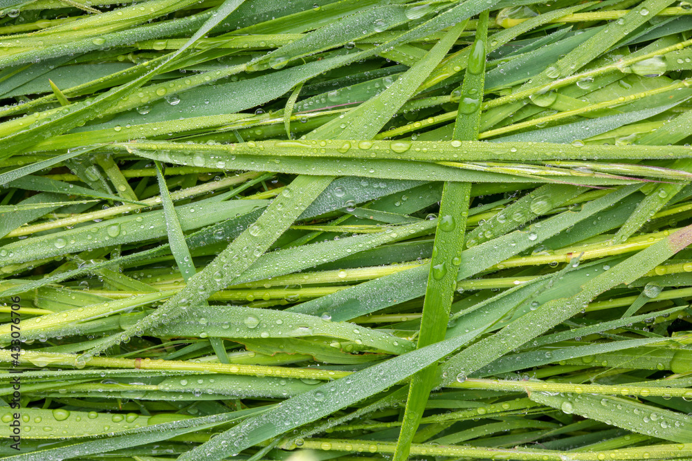 Green grass water drops texture