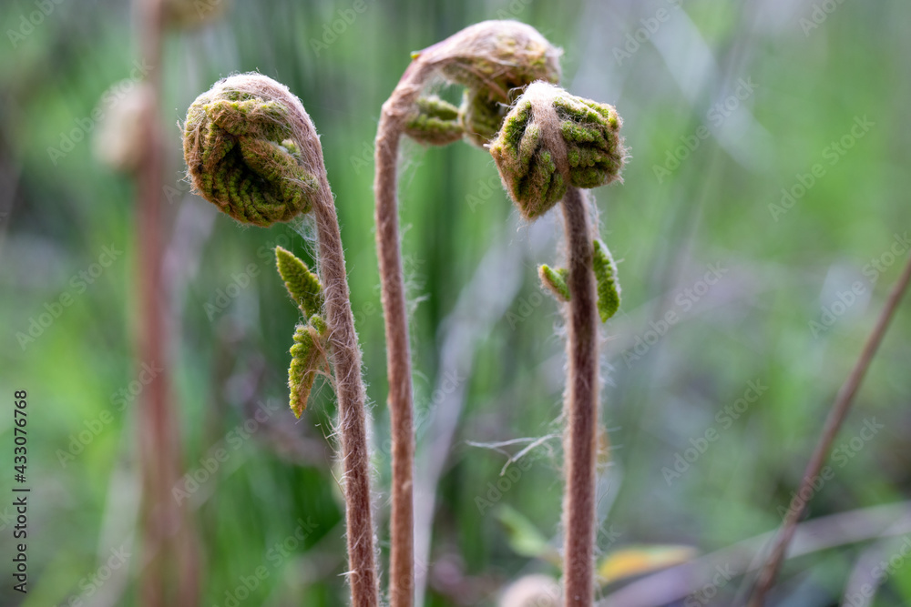 Fern frond fiddleheads in early spring along the Patuxent River in southern Maryland Calvert county USA Fern frond fiddleheads in early spring along the Patuxent River in southern Maryland Calvert county USA
