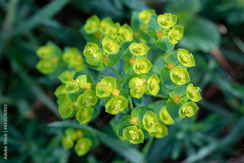 Pine Spurge Garden Weed close up