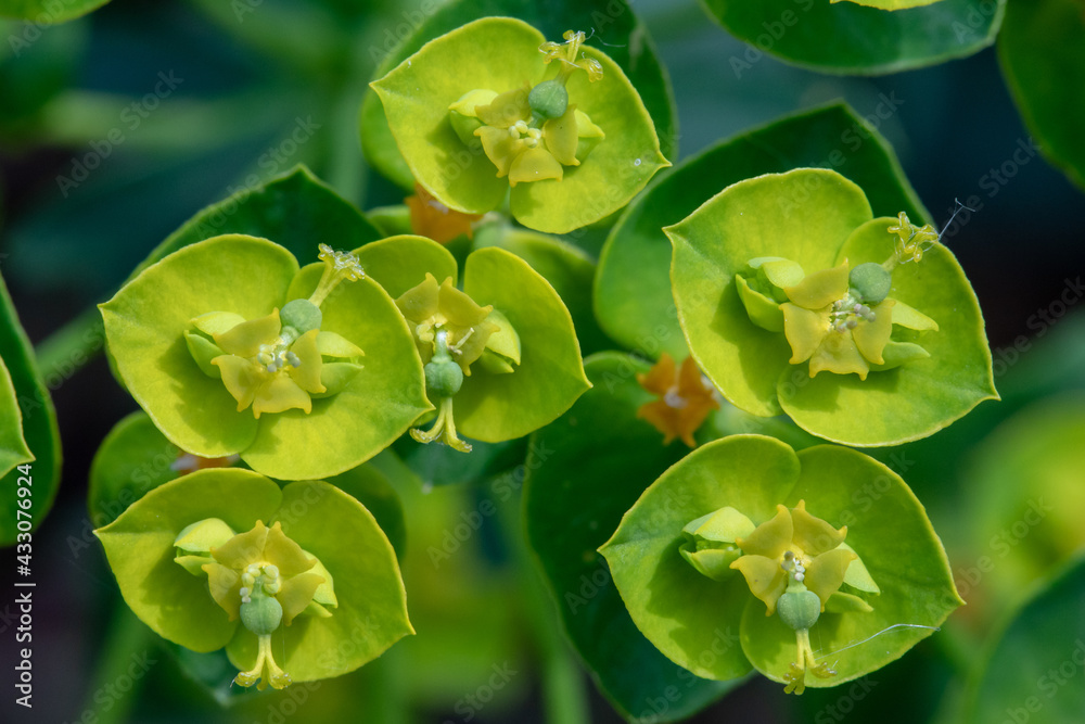 Garden Weed