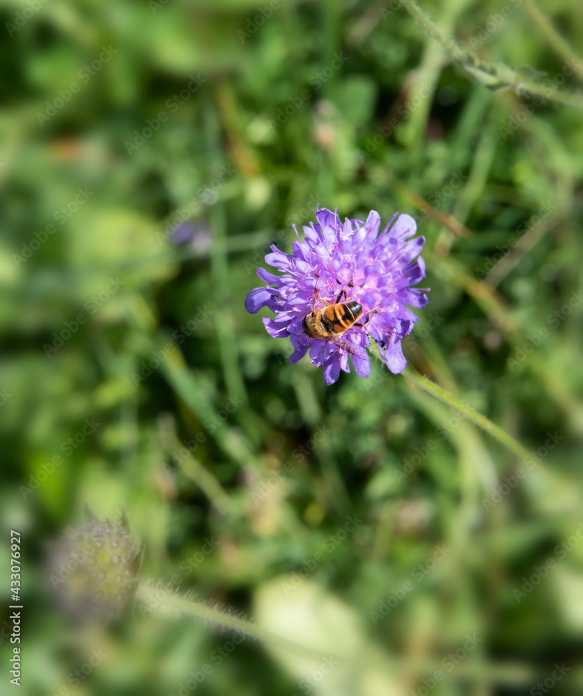 Bee Pollinating a Violet Clover Flower Plant Bee Pollinating a Violet Clover Flower Plant