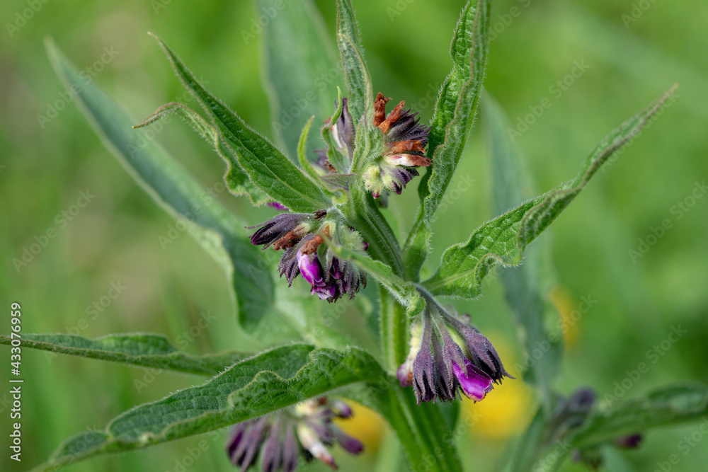 Common comfrey healing herb