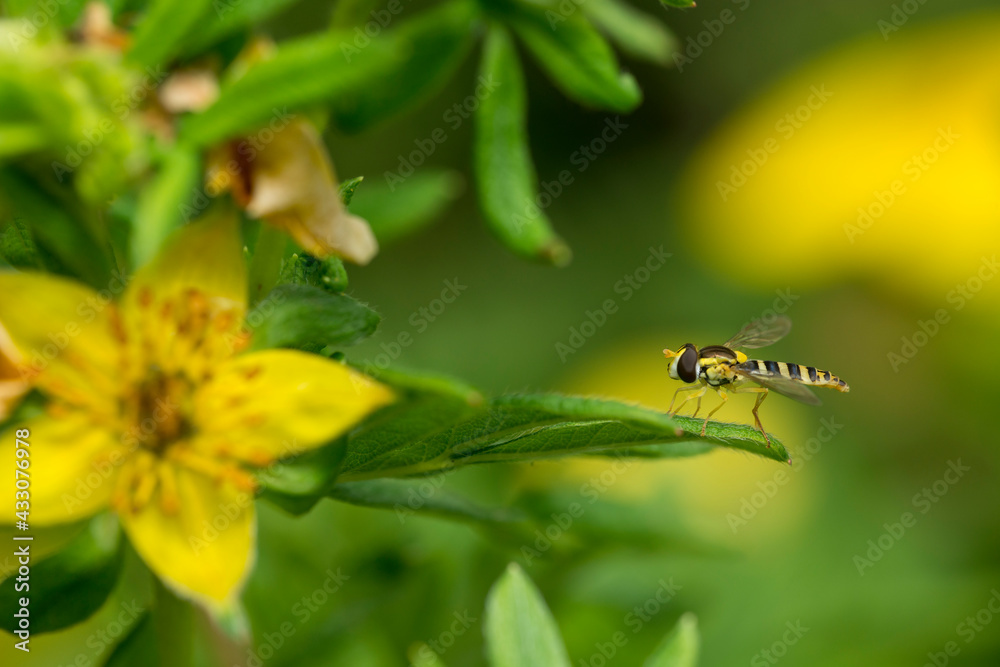 Fototapeta premium A small striped fly on a Potentilla bush.