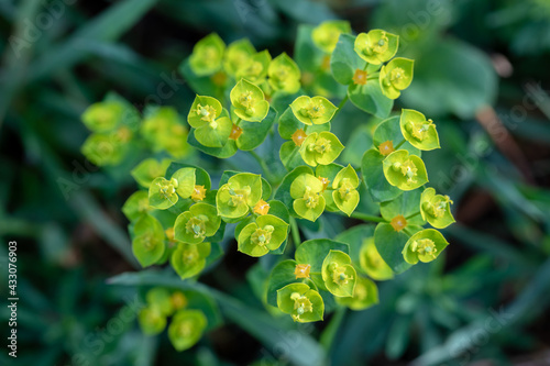 Obraz na płótnie Pine Spurge Garden Weed close up w salonie
