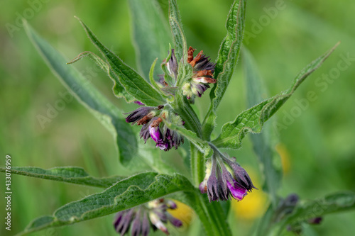 Obraz na płótnie Common comfrey healing herb w salonie