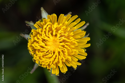 Obraz na płótnie Dandelion close up macro w salonie