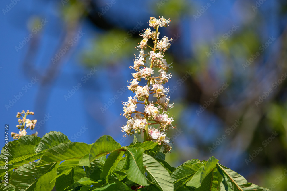 Horse chestnut tree blooming in spring