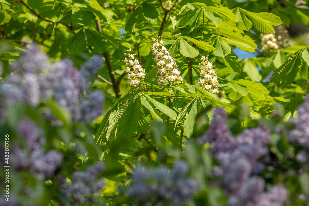 Horse chestnut tree blooming in spring Horse chestnut tree blooming in spring