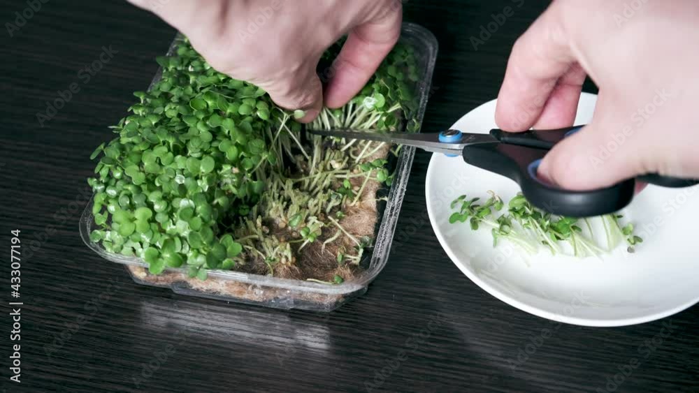 Harvesting microgreens. Cut off the stems with scissors and place them on a plate. Harvesting microgreens. Cut off the stems with scissors and place them on a plate.