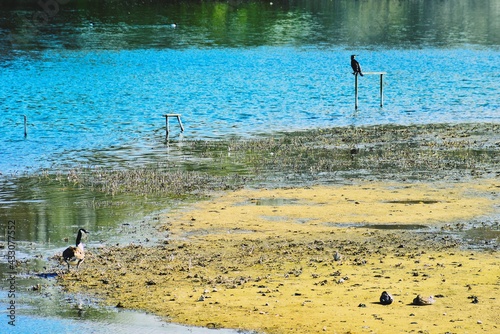 Fowl in Amwell nature reserve photo