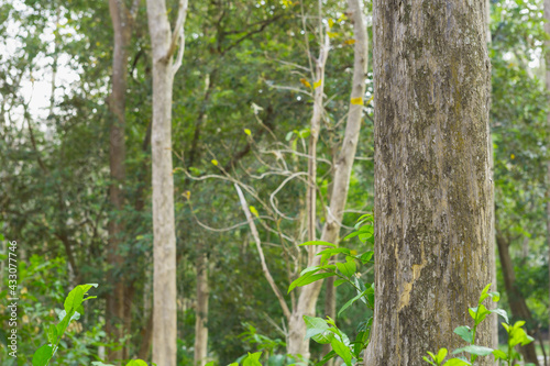Teak tree in the forest with blurred background