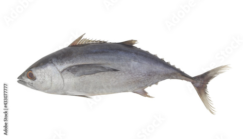 Fresh tuna fish isolated on white background
