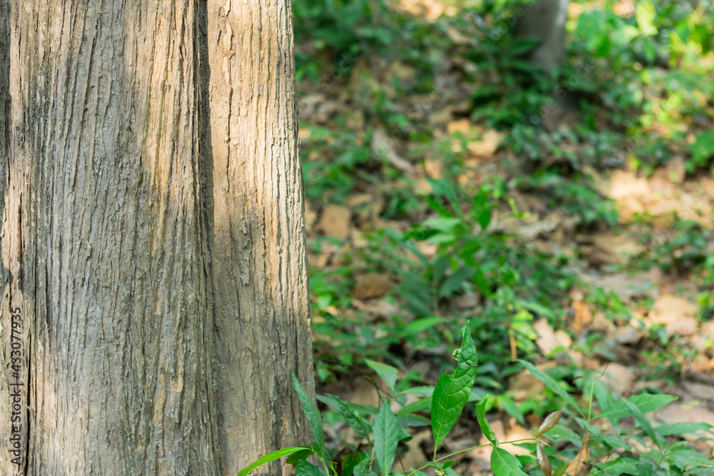 Teak tree in the forest with blurred background Teak tree in the forest with blurred background