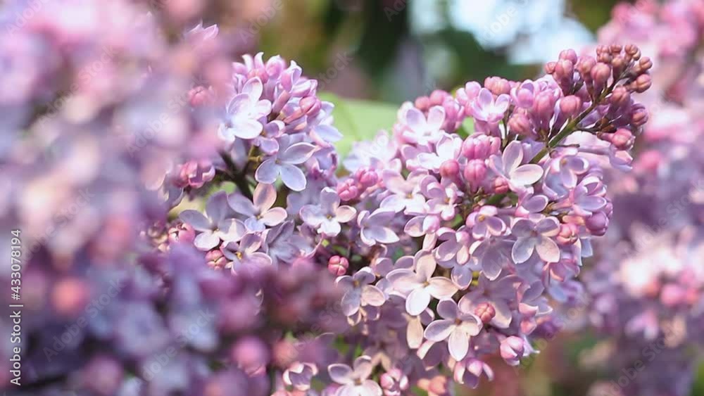 Lilac branches in the wind. Violet spring flowers. Closeup Lilac branches in the wind. Violet spring flowers. Closeup