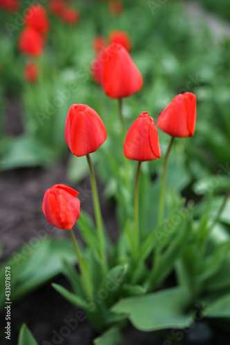 red tulips in garden  spring flowers  close up of red tulip  mother s day  celebration  macro photography of a red tulip