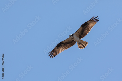 Osprey flying