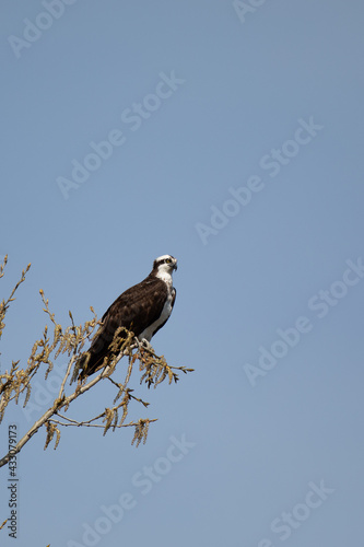 Osprey perched © serge