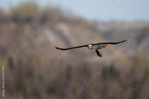 Osprey with a fish in his fingers