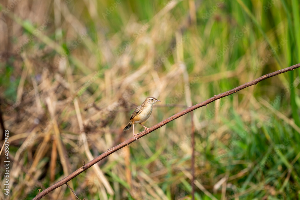 Streaked Fantail Warbler Streaked Fantail Warbler