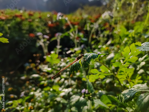 Ceriagrion coromandelianum is a species of damselfly in the family Coenagrionidae.This species can be found in South Asian countries such as India, Sri Lanka, Pakistan and Nepal. photo