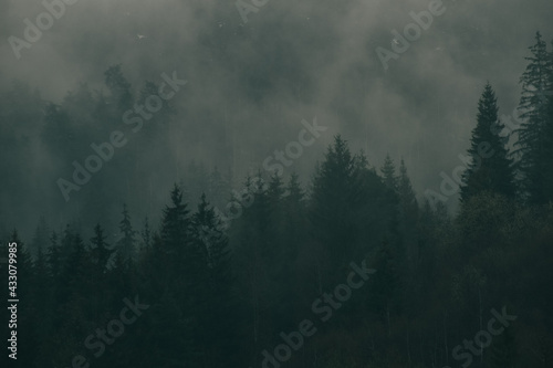 fog in the forest © Marek
