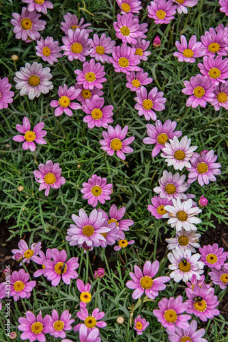 Garden Full of Pink Daisy Flowers