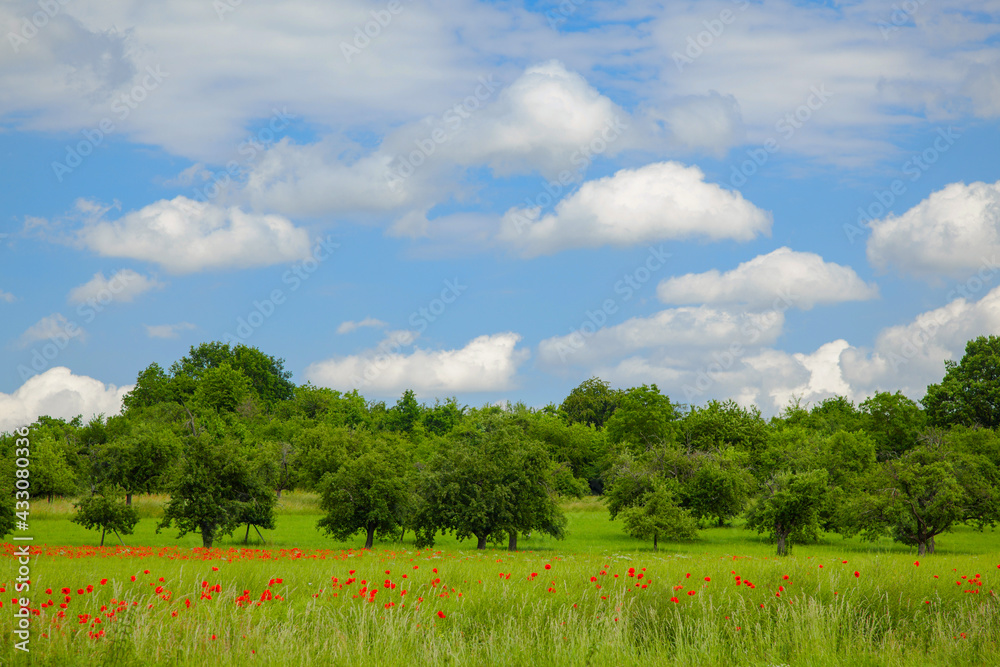 Red beautiful wild poppies in the fields, green trees and blue sky with clouds.
